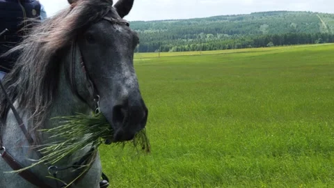 Horse chewing fresh grass while being ridden on a meadow Video stock 155930342