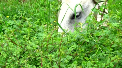 Horse chewing grass 스톡 동영상 50159146