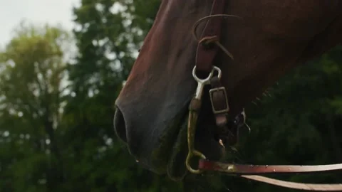 Horse chewing grass Video stock 152182243