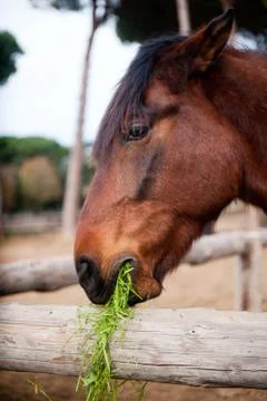 Horse chewing the grass Stock Photos