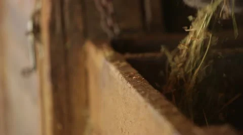 Horse Chewing Hay Stock Footage 21782835
