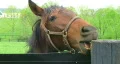 Horse Chewing on Post HD Footage