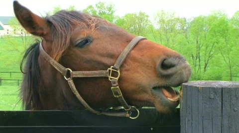 Horse Chewing on Post 動画素材 313168