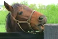 Horse Chewing on Post Footage