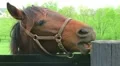 Horse Chewing on Post HD Footage