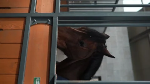 A Horse Chews Close-Up Food - Cinematic Slowmotion 4K Stock Footage 252605053