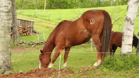 HORSE CHEWS Stock Footage 186580456