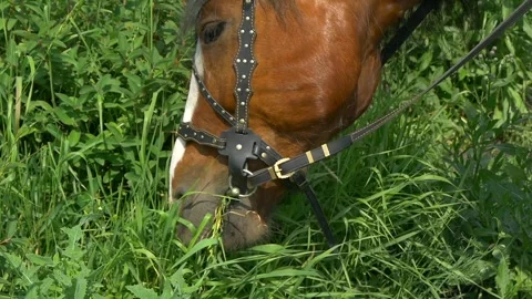 Horse chews grass right into the camera. 库存影片 335240319