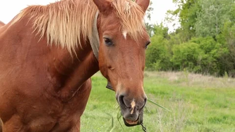 The horse chews the grass thoroughly.Horse muzzle close-up. Stock Footage 321000814