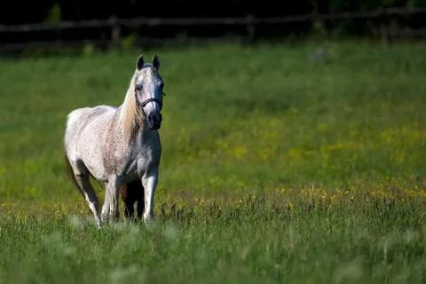 Horse in a clearing Stock Photos
