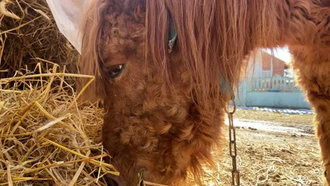 A horse from a close angle. Stock Footage 236772478