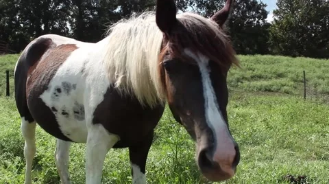 Horse close to camera, mild lens flare Video stock 42105555