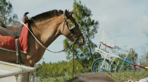 Horse Close Up Video stock 315872