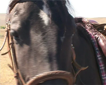 Horse close-up Stock Footage 460007
