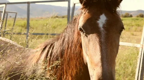 Horse close Video stock 843307