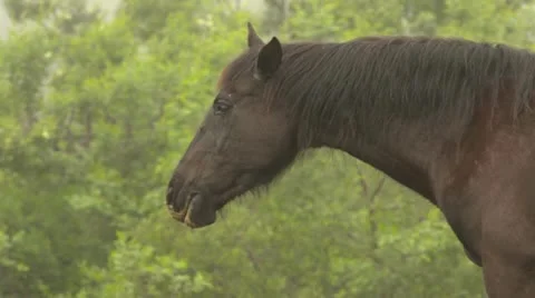 Horse close up Stock Footage 10980389
