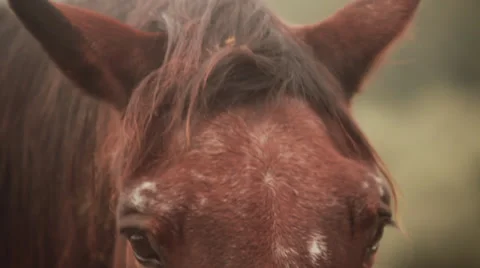Horse close up Stock Footage 38503920