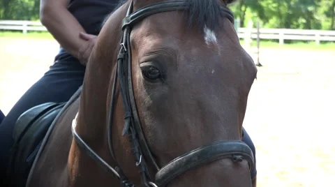 Horse close-up Stock Footage 65776625