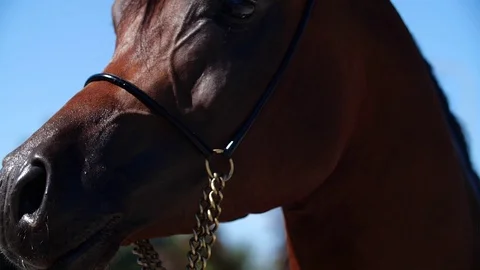Horse close up Stock Footage 126601156