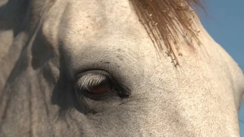 Horse close-up 스톡 동영상 128432304
