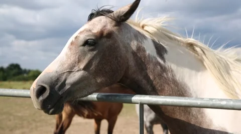 Horse: close up of the head Stock Footage 65387049