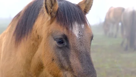 Horse close up looking into the camera Stock Footage 143220649
