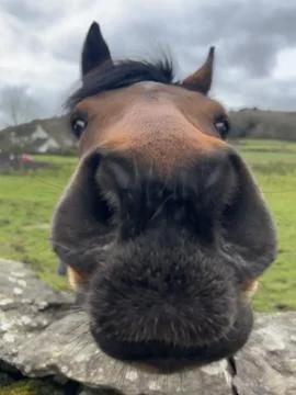 Horse Close Up Of Nose Into Camera, Cute Foto stock