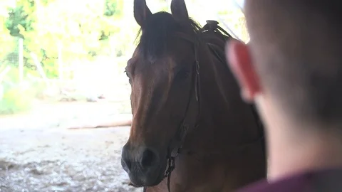 Horse close up from over shoulder Stock Footage 76051128