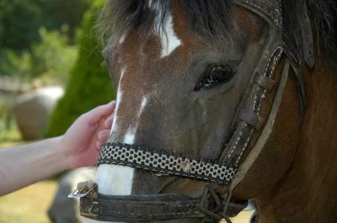 Horse close up Stock Photos