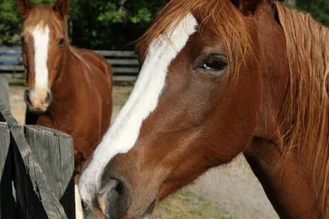 Horse Close Up Fotos Stock