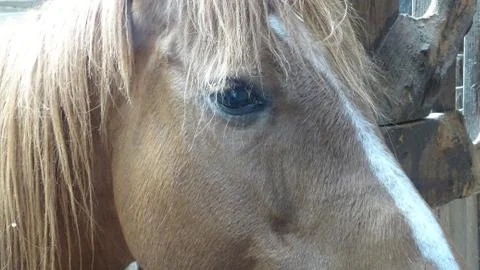 Horse, close up. Stock Photos