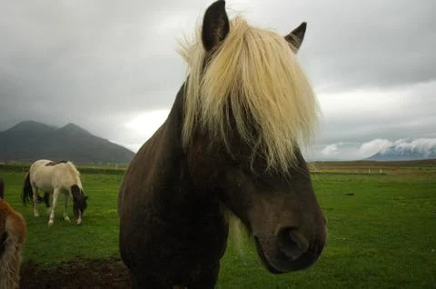 Horse close up 写真素材