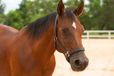 Horse close up Fotos Stock