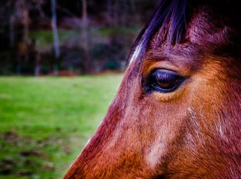 Horse close up Stock Photos