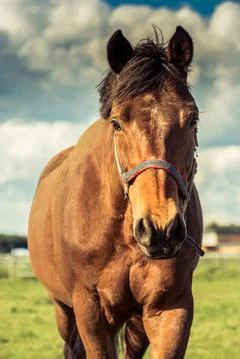 Horse close Stock Photos