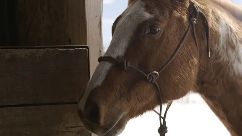 Horse close-up pose in the stable in winter Stock Footage 88377690