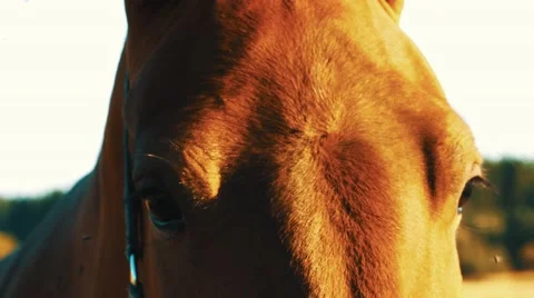 Horse Close-Up at sunrise Stock Footage 53769504