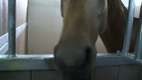 A horse in a closed cage in a stable Stock Footage 97781306