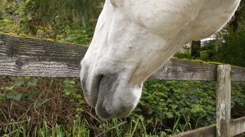 Horse closeup Stock Footage 48728746
