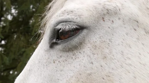 Horse closeup Stock Footage 48729059