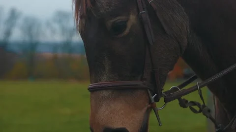 Horse closeup Stock Footage 151776014