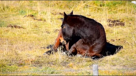 Horse Closeup Laying Down Stock Footage 44425471