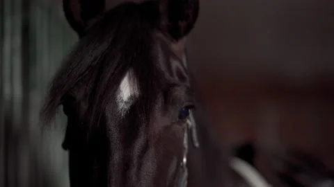 Horse closeup shot Stock Footage 219924951