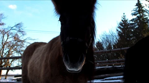 Horse closeup in the winter Stock Footage 101485503