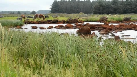Horse on coast Stock Footage 19648890