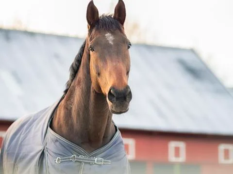 Horse in the cold Foto stock