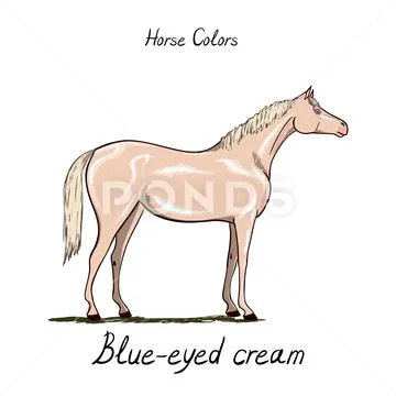 Horse color chart. Equine coat colors with text. Equestrian scheme ...