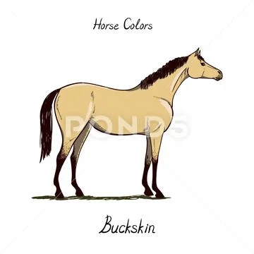 Horse color chart on white. Equine coat colors with text. Equestrian