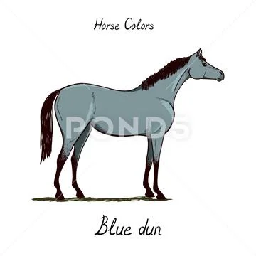 Horse color chart on white. Equine blue-dun coat color with text ...