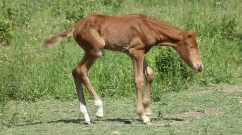 Horse colt 库存影片 735300